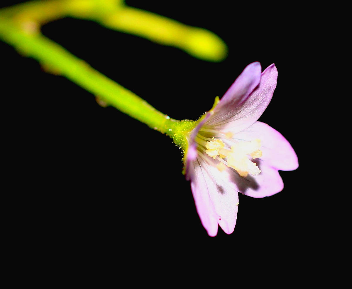 Изображение особи Epilobium montanum.