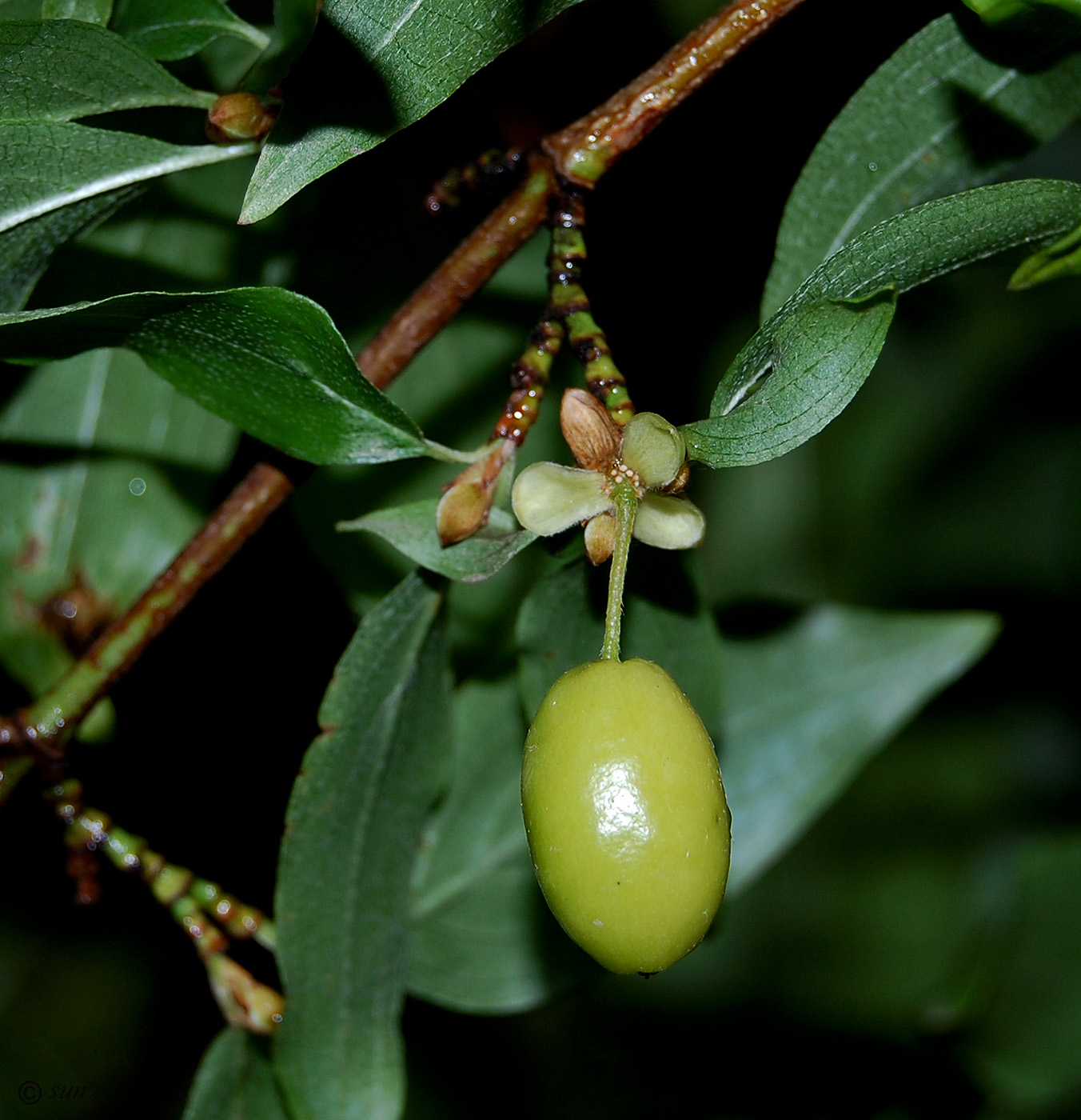 Image of Cornus mas specimen.