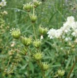 Filipendula vulgaris. Зреющие плоды. Краснодарский край, Кущёвский р-н, хут. Полтавский, склоны над р. Эльбузд. 01.06.2010.