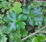 Sanicula europaea