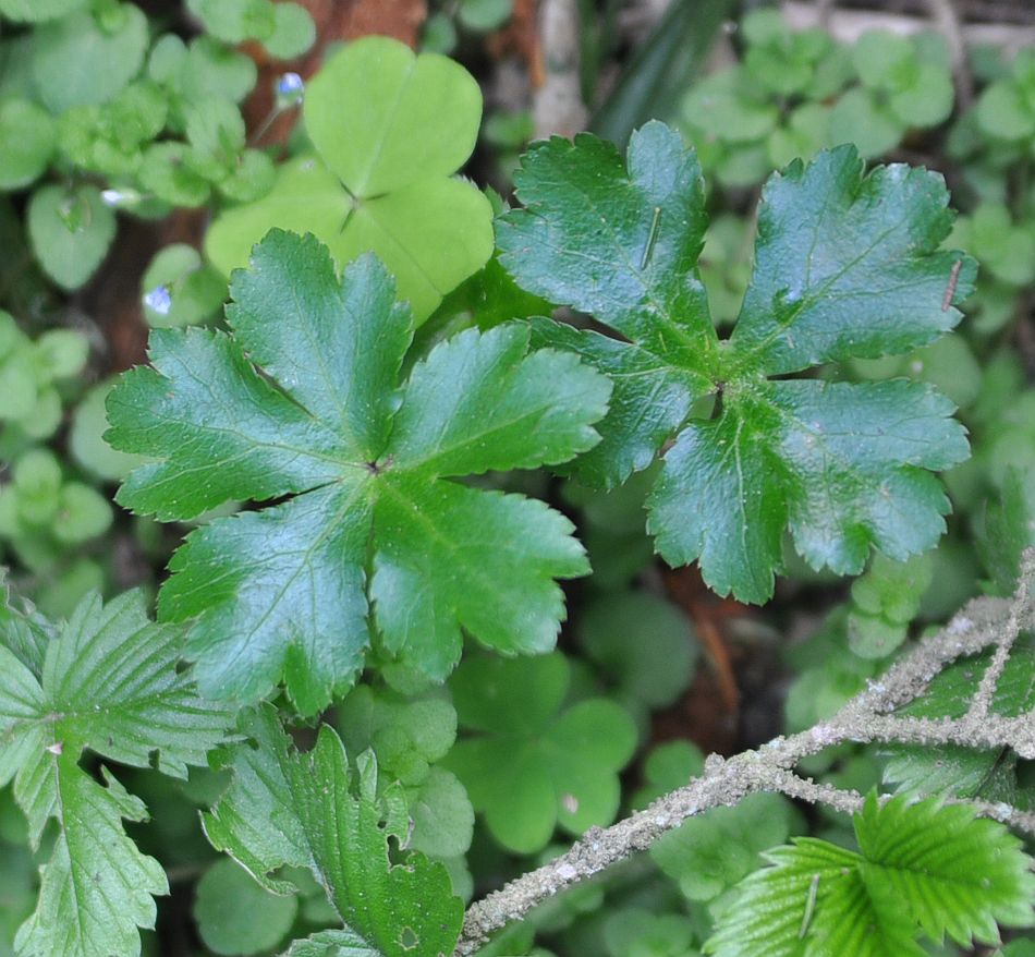 Изображение особи Sanicula europaea.