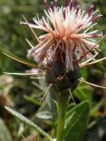 Centaurea подвид mixta