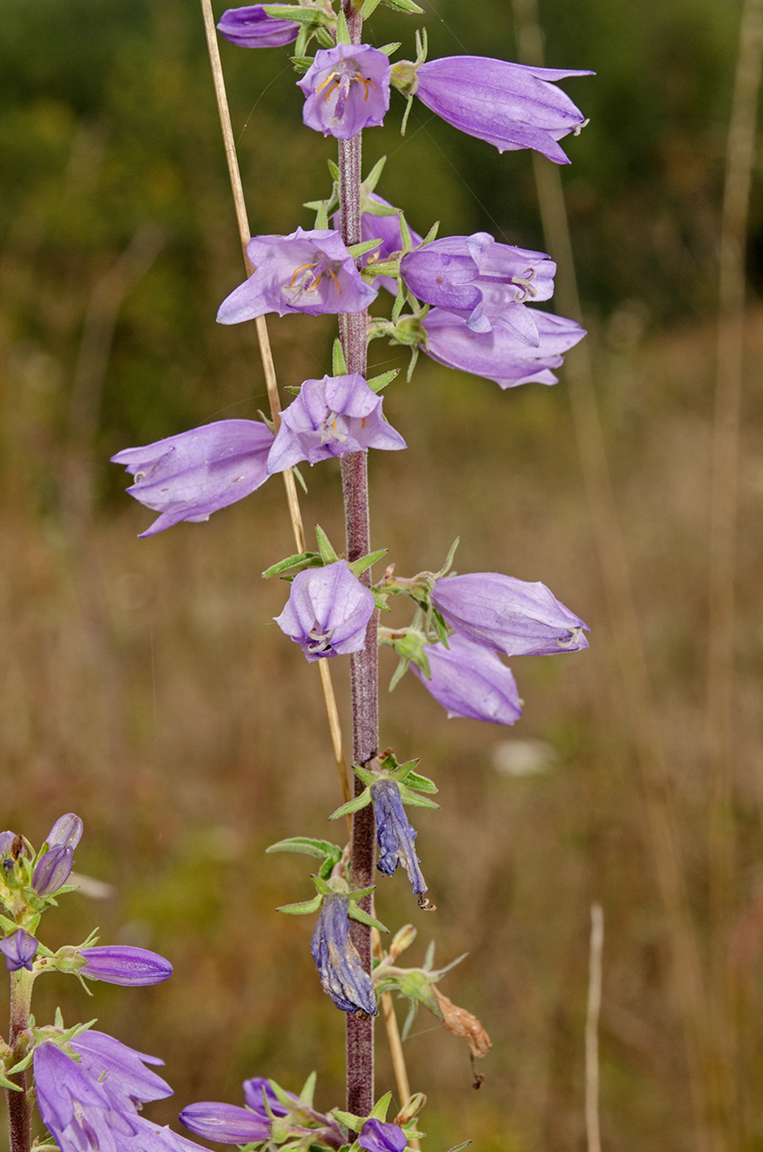 Image of Campanula bononiensis specimen.