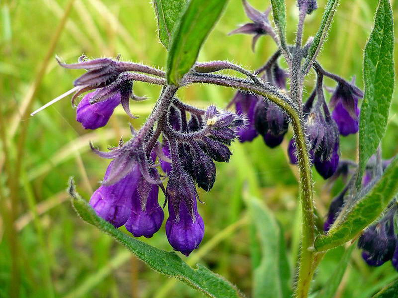 Image of Symphytum officinale specimen.