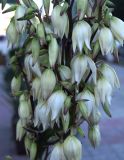 Yucca flaccida. Часть соцветия. Узбекистан, г. Бухара, в культуре. 26.04.2018.