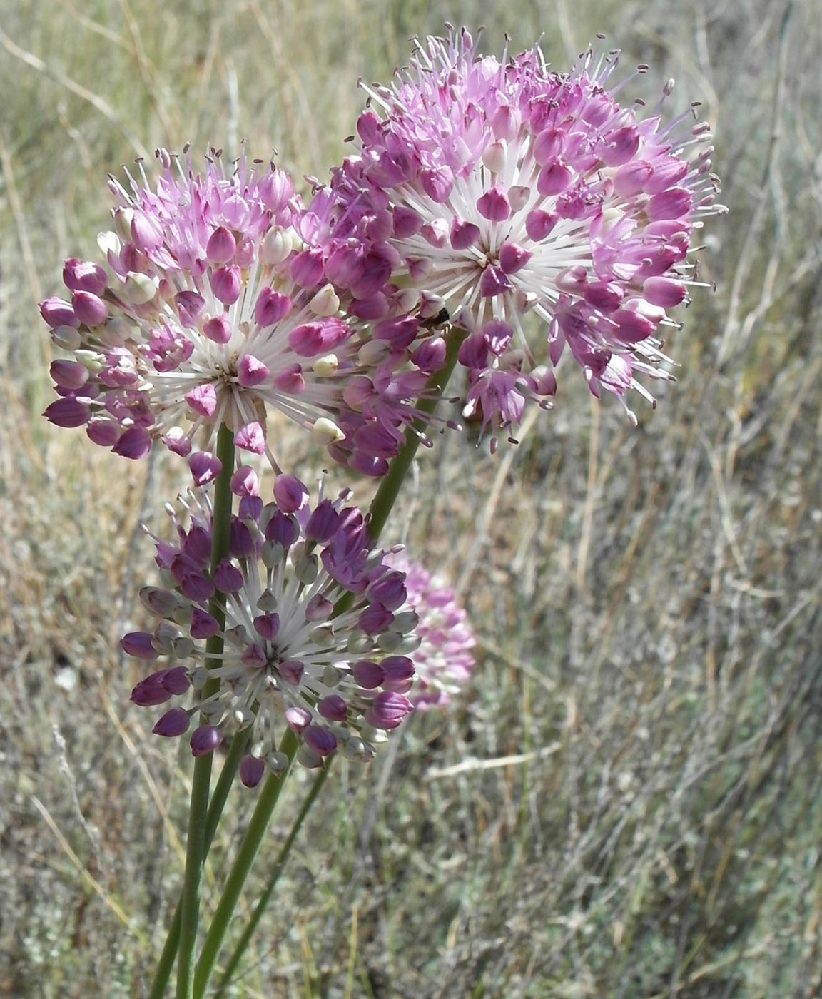 Image of Allium lineare specimen.