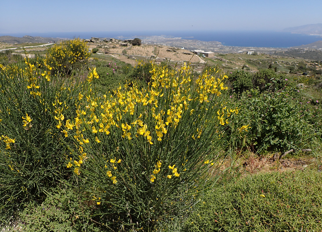 Image of Spartium junceum specimen.