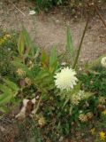 Cephalaria gigantea
