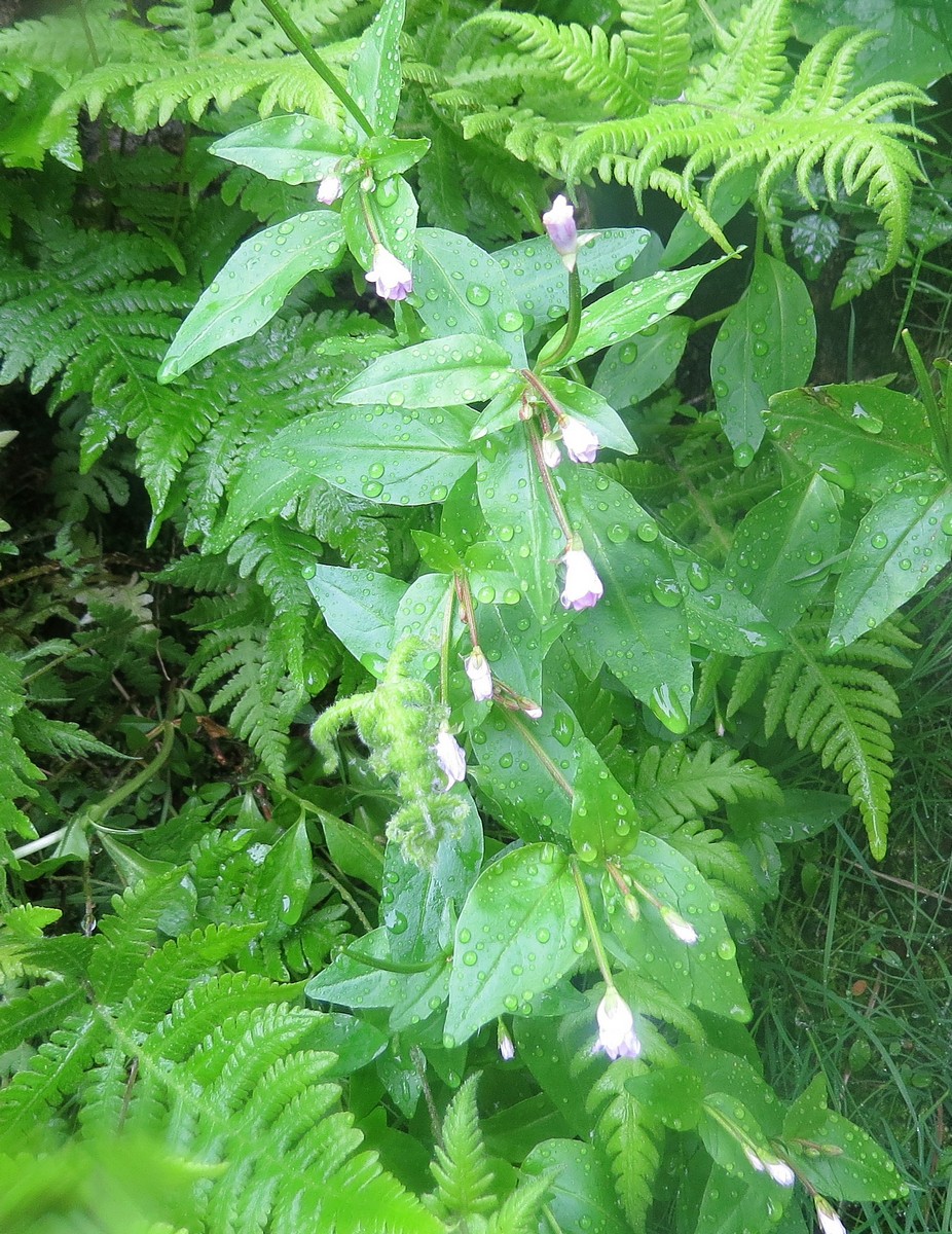 Изображение особи род Epilobium.