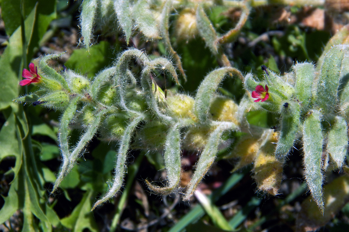 Image of Nonea caspica specimen.