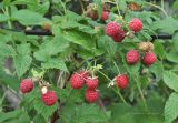 Rubus idaeus