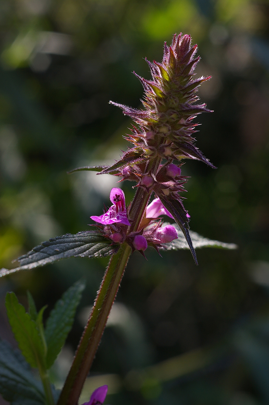 Image of Stachys palustris specimen.