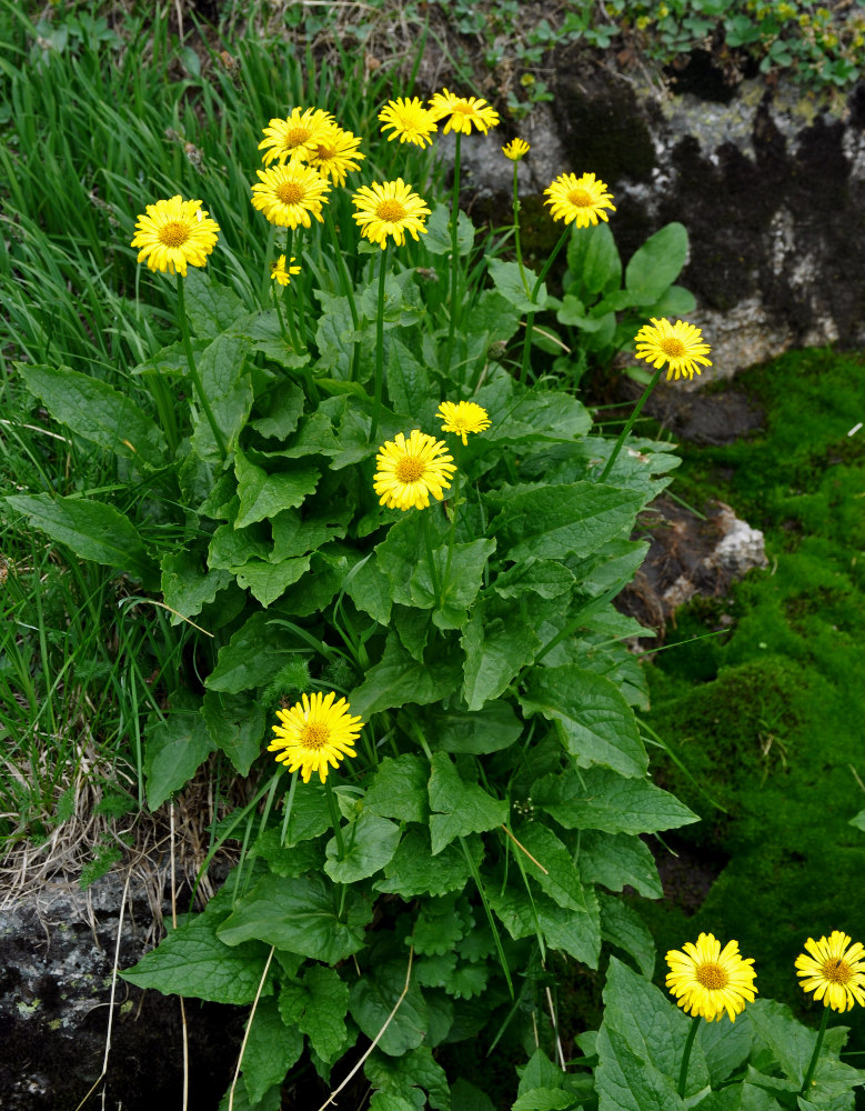 Изображение особи Doronicum altaicum.