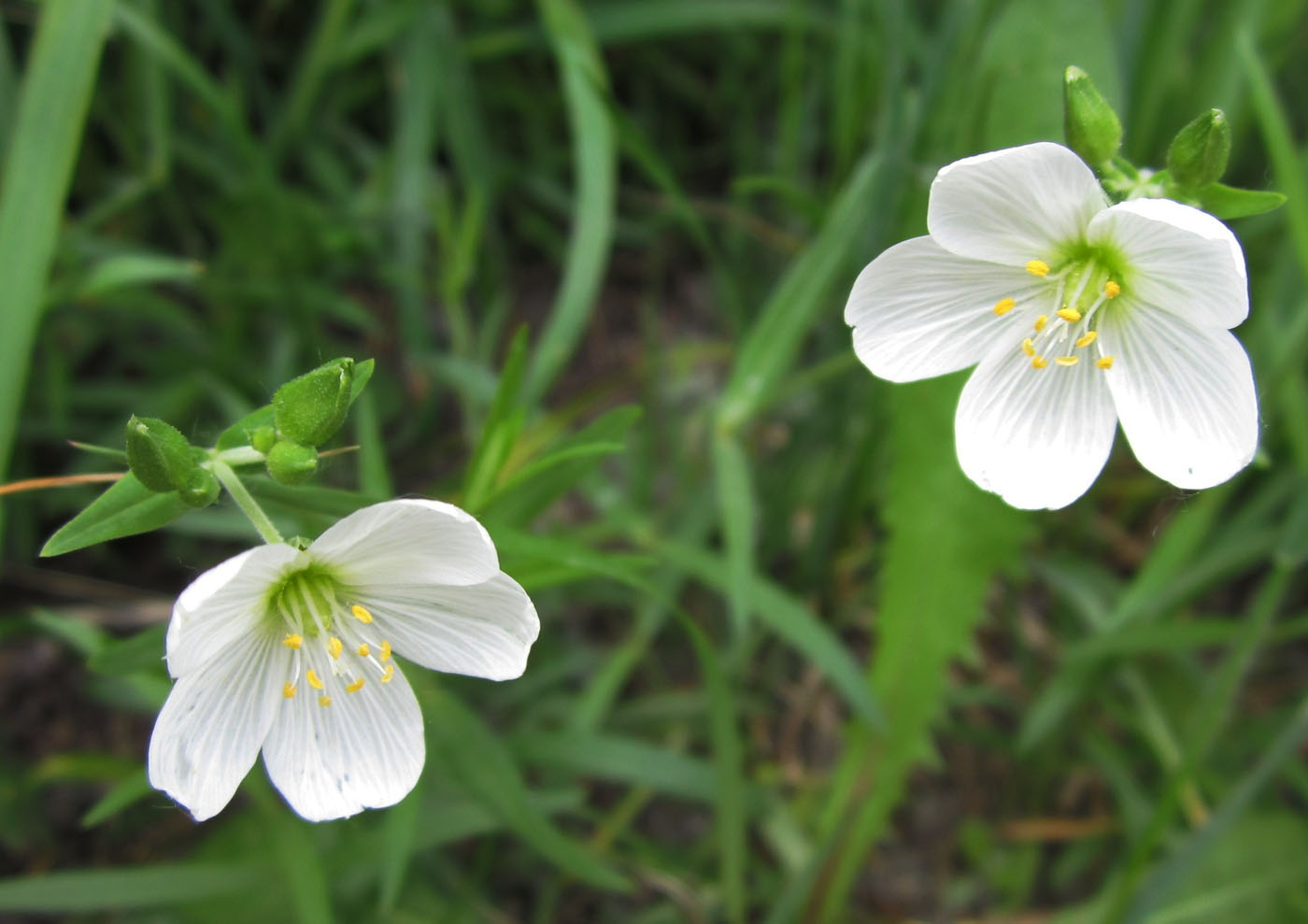 Изображение особи Cerastium bungeanum.