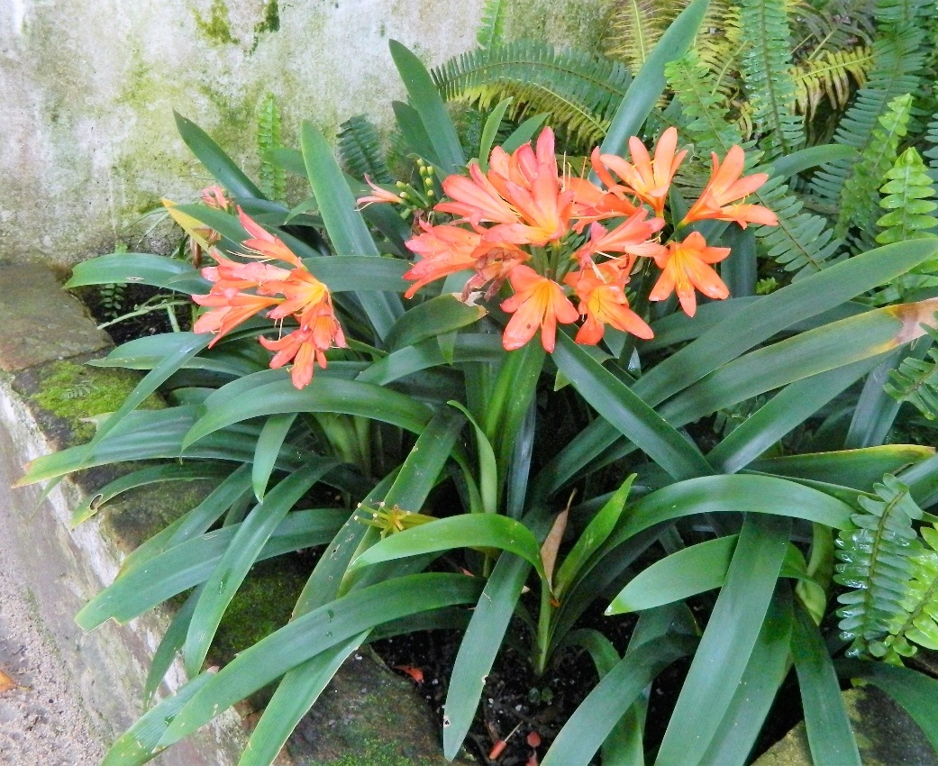 Изображение особи Clivia miniata.