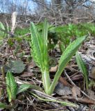 Cirsium heterophyllum. Молодой побег. Окр. Архангельска, сырой луг. 15.05.2011.