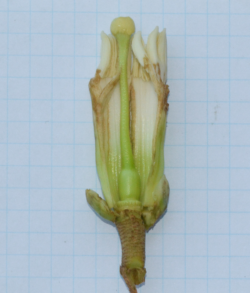 Image of Anthocleista grandiflora specimen.