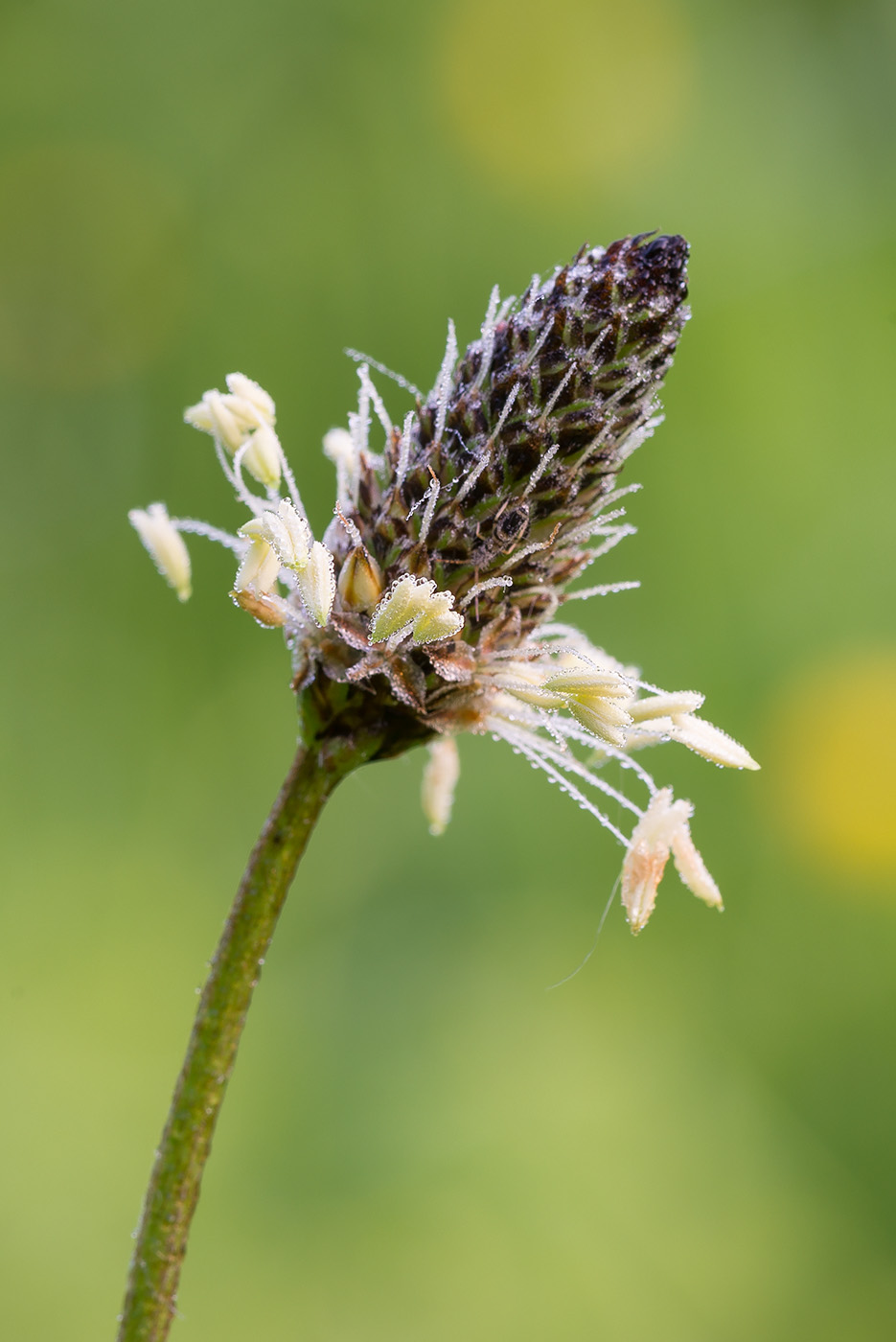 Image of Plantago lanceolata specimen.