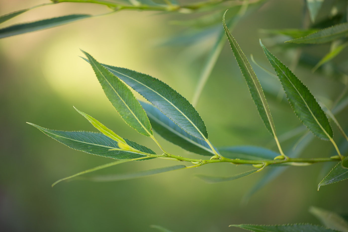 Изображение особи Salix fragilis var. sphaerica.