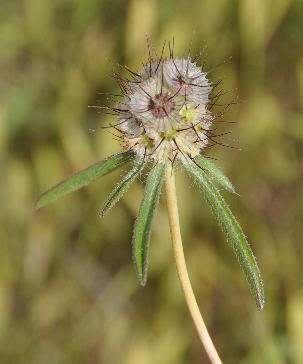 Image of Lomelosia divaricata specimen.
