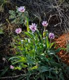 Tragopogon marginifolius. Цветущее растение. Астраханская обл., Богдинско-Баскунчакский заповедник, гора Большое Богдо, сухая степь. 01.05.2019.