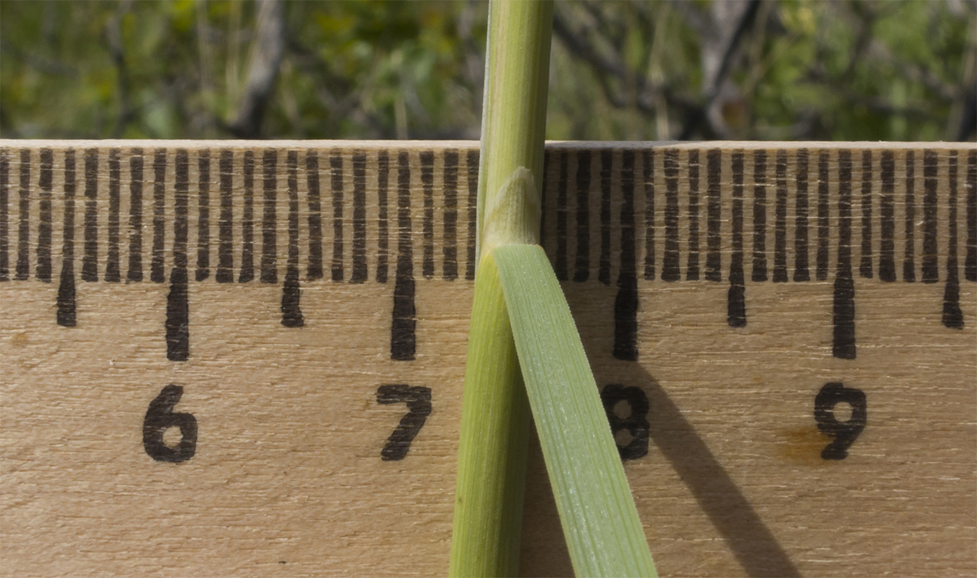 Image of Stipa pulcherrima specimen.