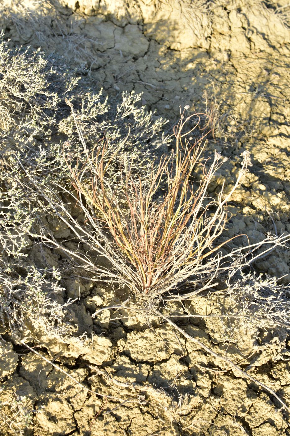 Image of Takhtajaniantha pusilla specimen.