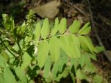 Galega officinalis