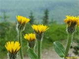 Trommsdorffia uniflora. Верхушки цветущих растений. Украина, Ивано-Франковская обл., Украинские Карпаты, хребет Черногора, юго-восточный склон горы Пожежевская, 1650 м н.у.м., субальпийский луг. 27.06.2019.
