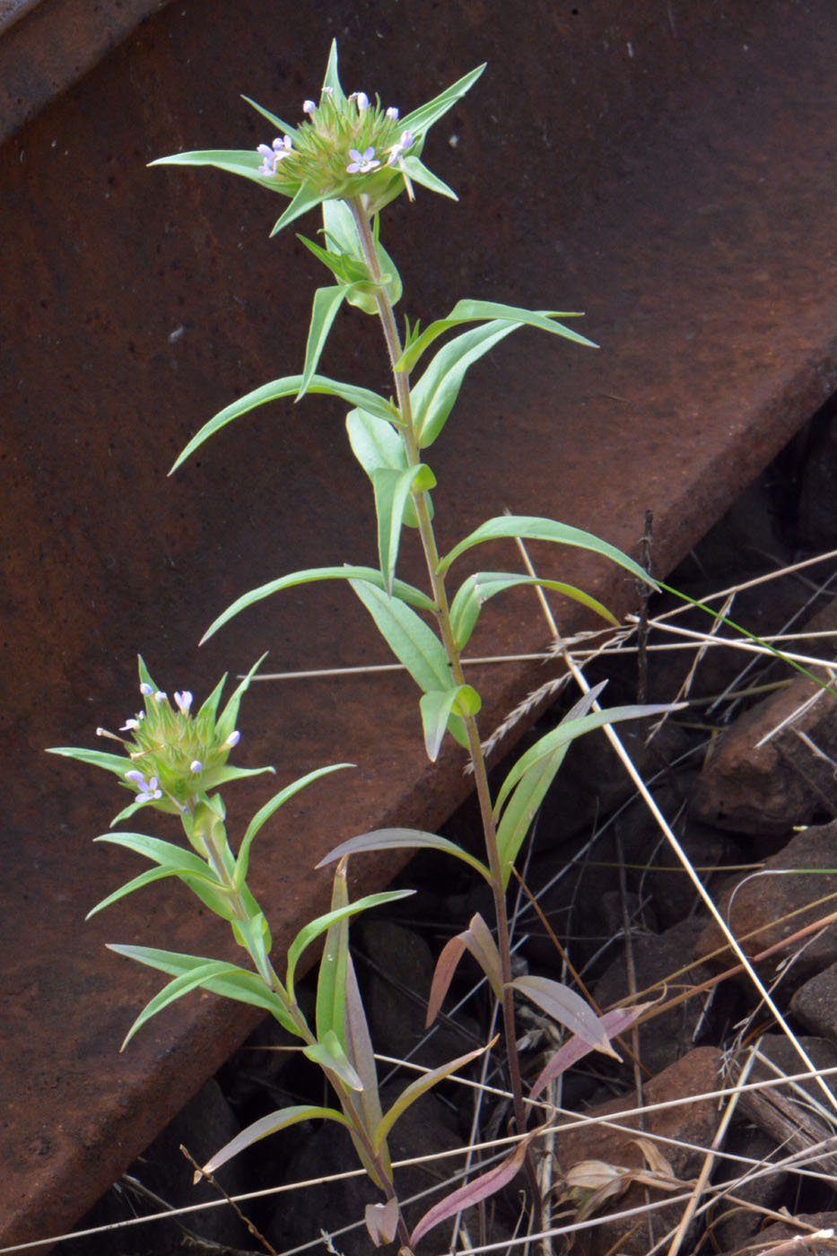 Image of Collomia linearis specimen.