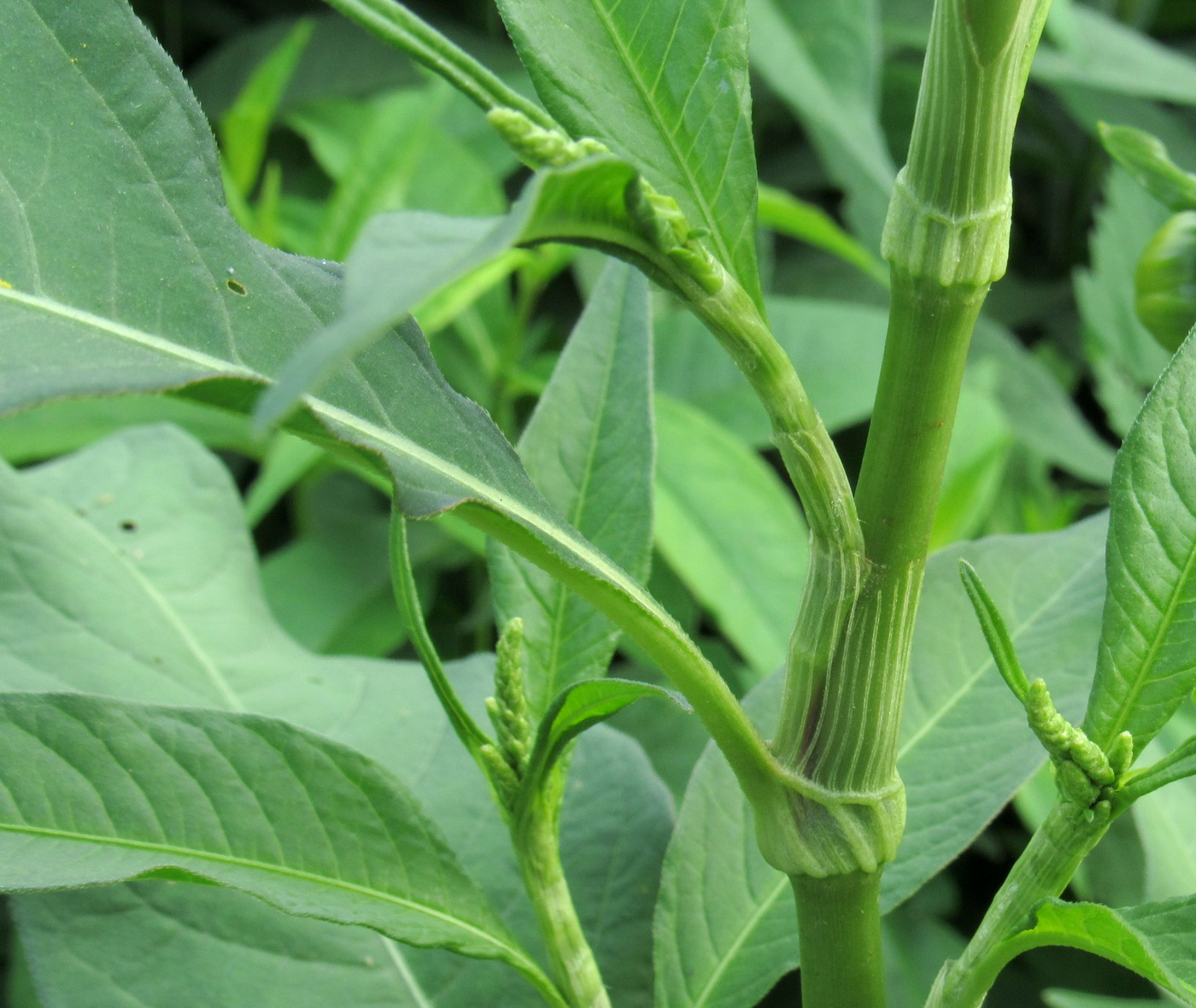 Image of Persicaria lapathifolia specimen.