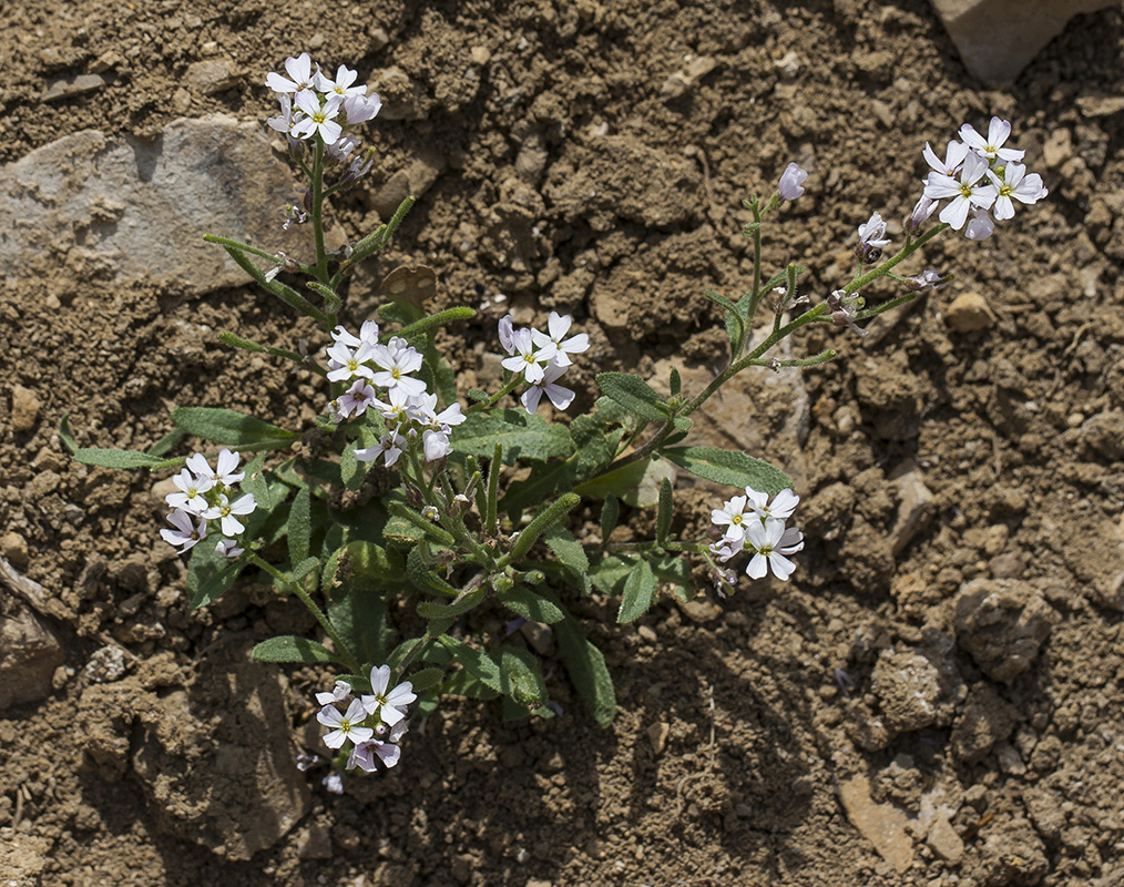 Image of familia Brassicaceae specimen.