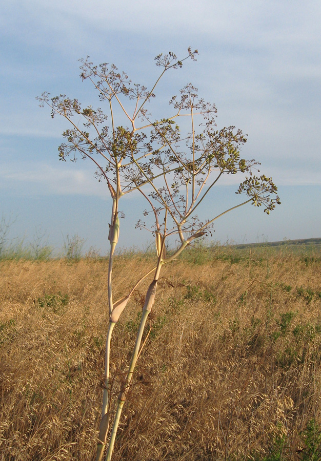 Изображение особи Ferula euxina.