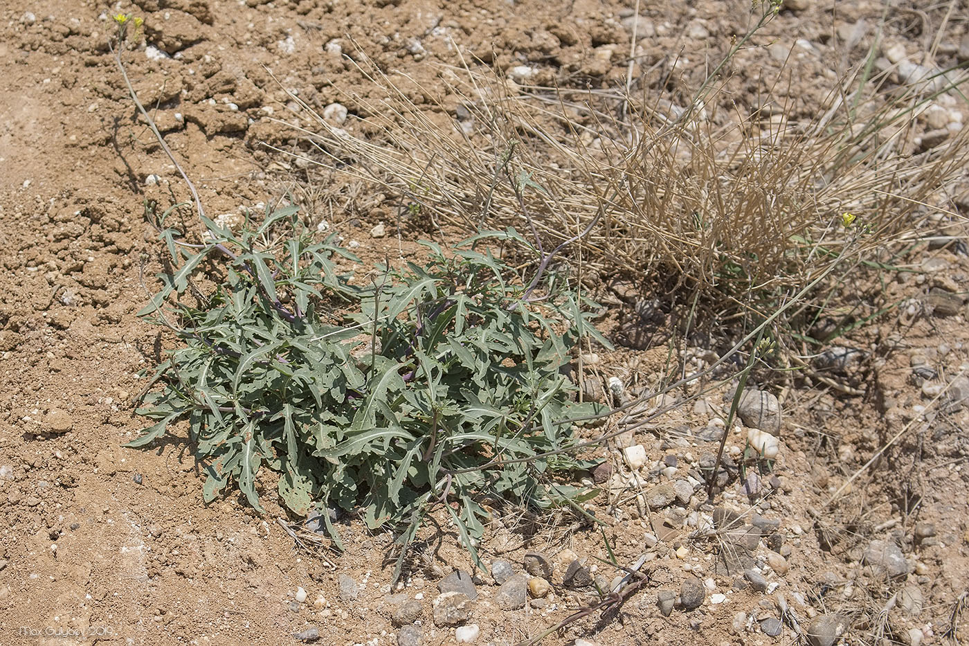 Изображение особи Diplotaxis tenuifolia.