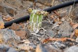 Euphorbia handiensis