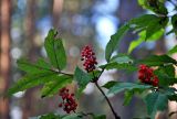 Sambucus racemosa