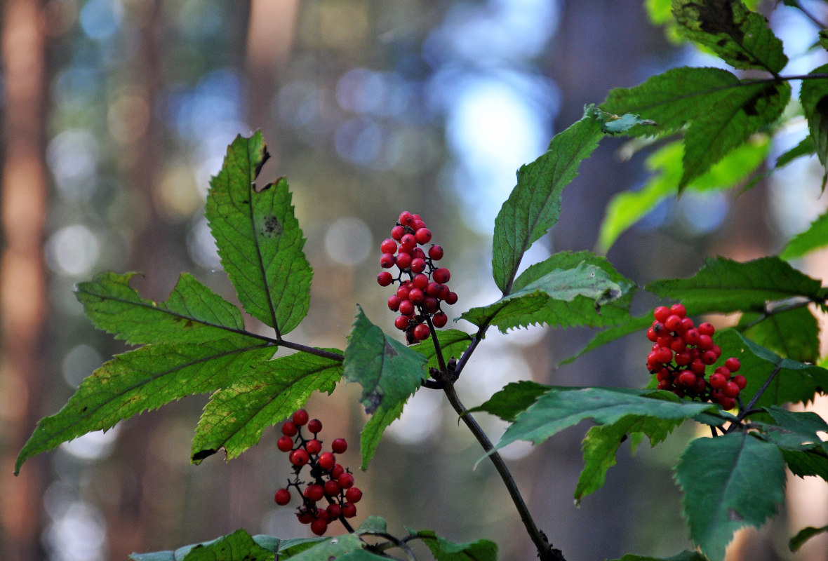 Image of Sambucus racemosa specimen.