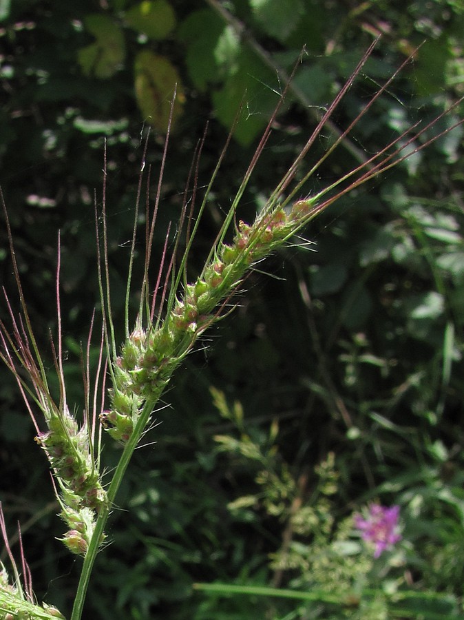 Изображение особи Echinochloa crus-galli.