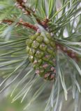 Pinus sylvestris. Молодая шишка. Испания, автономное сообщество Каталония, провинция Барселона, комарка Бергеда, муниципалитет Сальдес, подножие горы Педрафорка, смотровая площадка \"Гресолет\", 1557 м н.у.м., кромка обрыва. 22.09.2019.