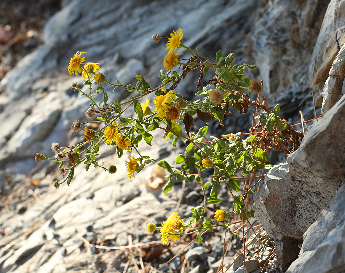 Image of Pulicaria dysenterica specimen.