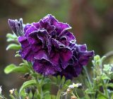 Petunia &times; hybrida