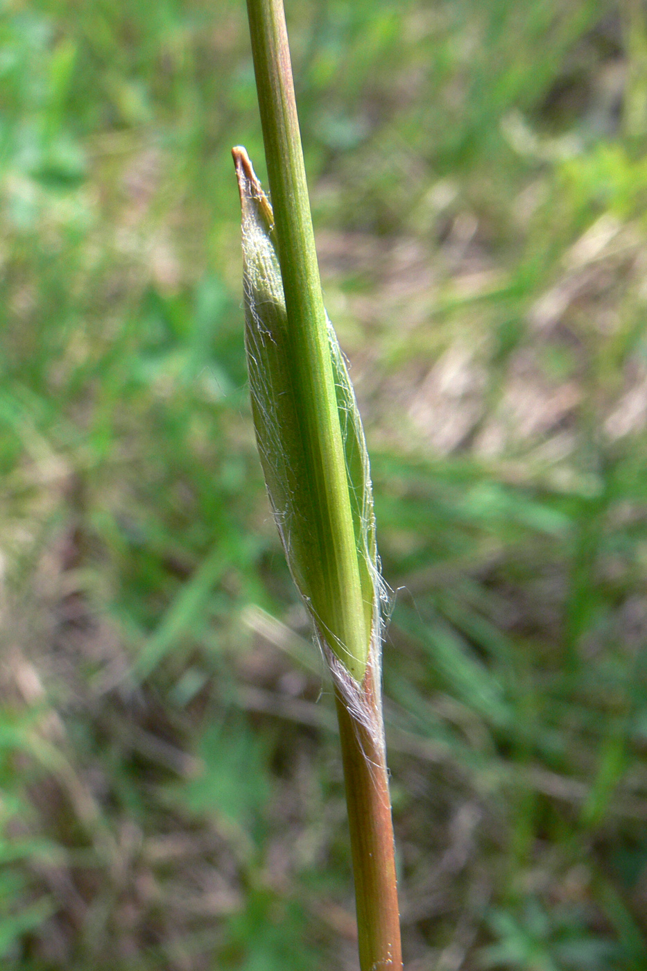 Image of Luzula pilosa specimen.