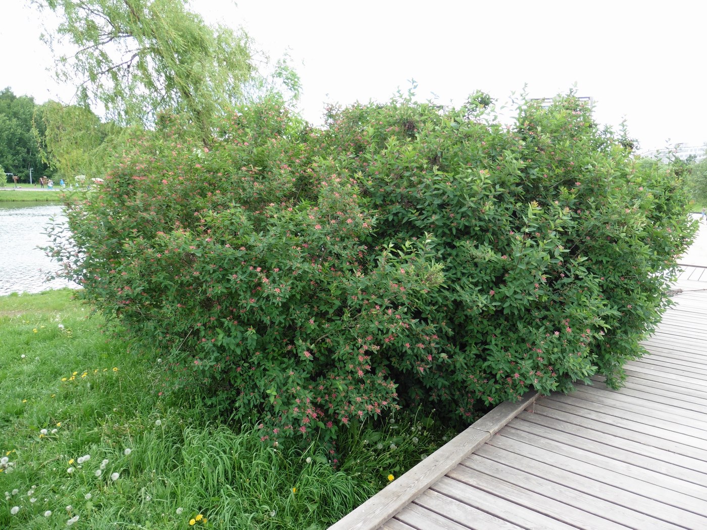 Image of Lonicera tatarica specimen.