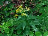 Senecio ovatus