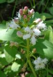 Menyanthes trifoliata. Соцветие. Тверская обл., г. Тверь, Заволжский р-н, ботанический сад ТвГУ, в культуре. 26 мая 2019 г.