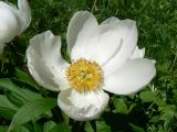 Paeonia lactiflora