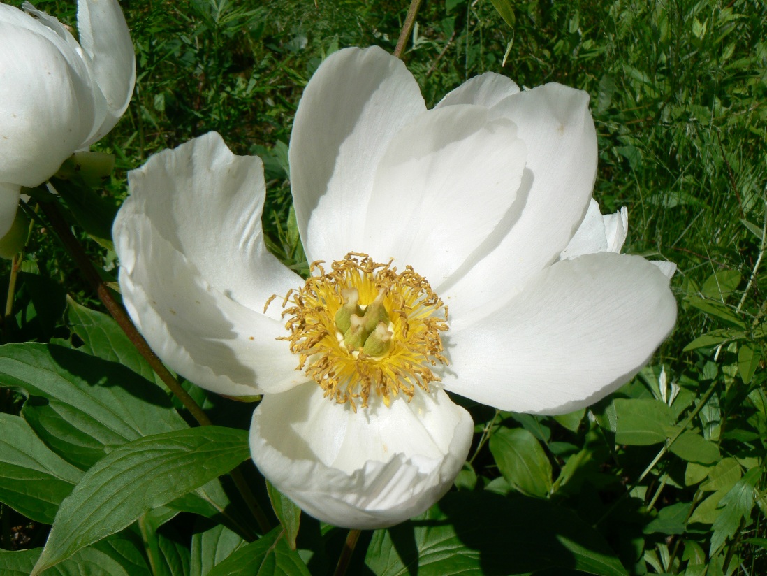 Image of Paeonia lactiflora specimen.