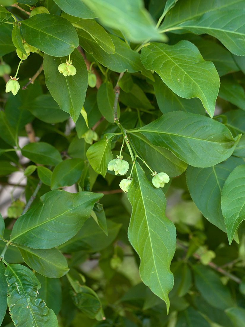 Image of Euonymus europaeus specimen.