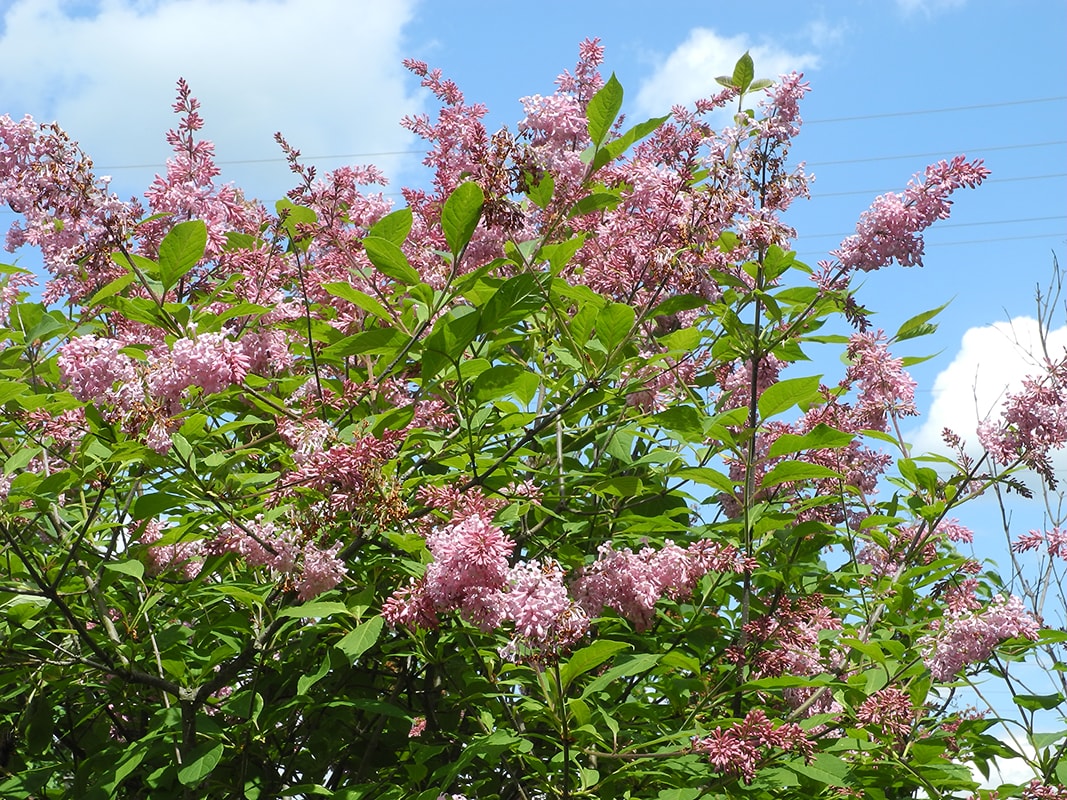 Image of Syringa &times; prestoniae specimen.