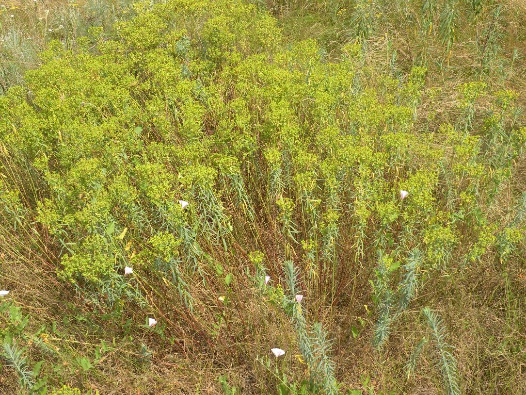 Изображение особи Euphorbia seguieriana.